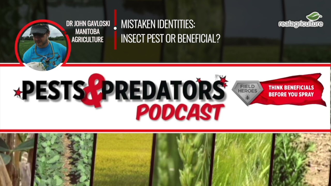 Pests & Predators, Ep 14: Mistaken identies: insect pest or beneficial insect?