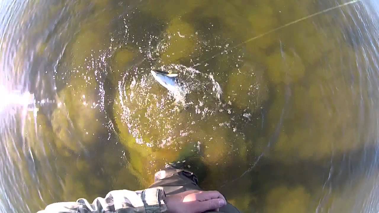 Trout fishing in Estonia / Wildest.ee YouTube