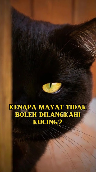 Why Can't Cats Step on Dead Bodies?😱| #cat #shortsfeed #cutecats #shorts