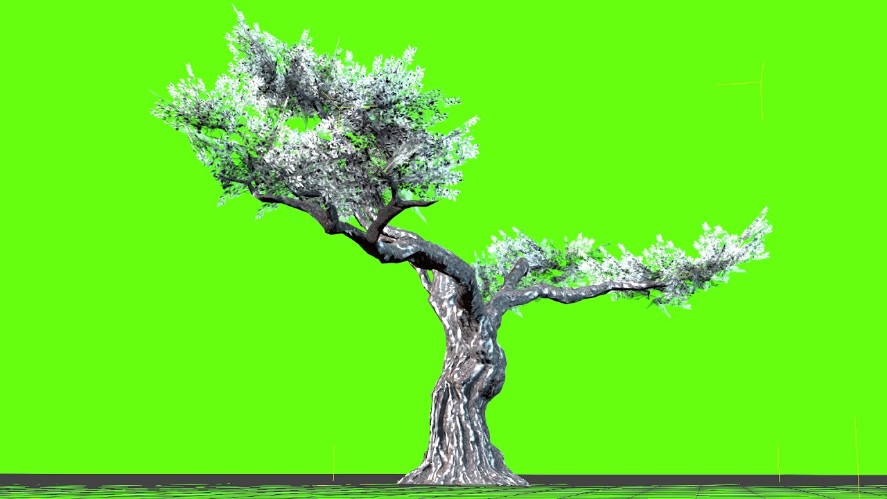 Green Screen Snow Tree Video