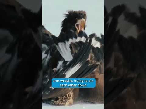 How do Eagles fight?