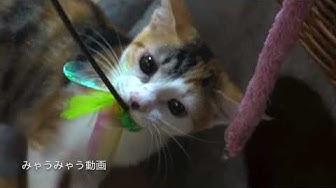 にゃんだん邸 Youtube