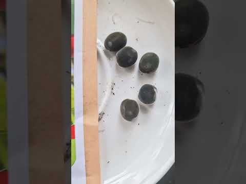 How To Plant Mgambo Seeds