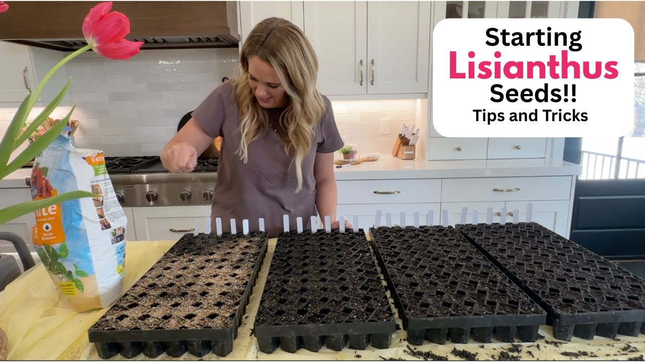 Как правильно выращивать лизиантусы из семян! Советы и рекомендации.