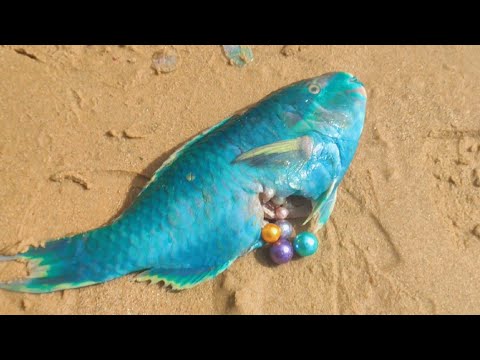 I Saw The Blue Fish Belly Very Strange, After Opening It, I Found Blue Pearls!pearl Gems