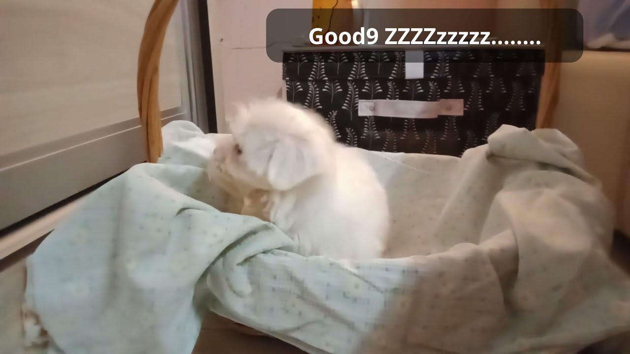 MY FIRST DOG OWNER | MALTESE PUPPY | FIRST WEEK AT HOME