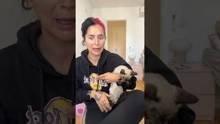 Why I Would Never Get A Kitten Again