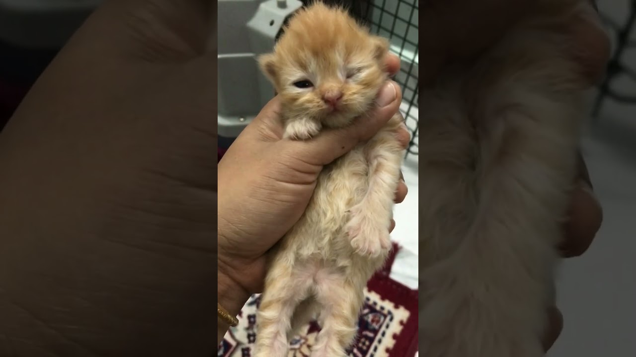 Kitten Opened One Eye For The First Time 