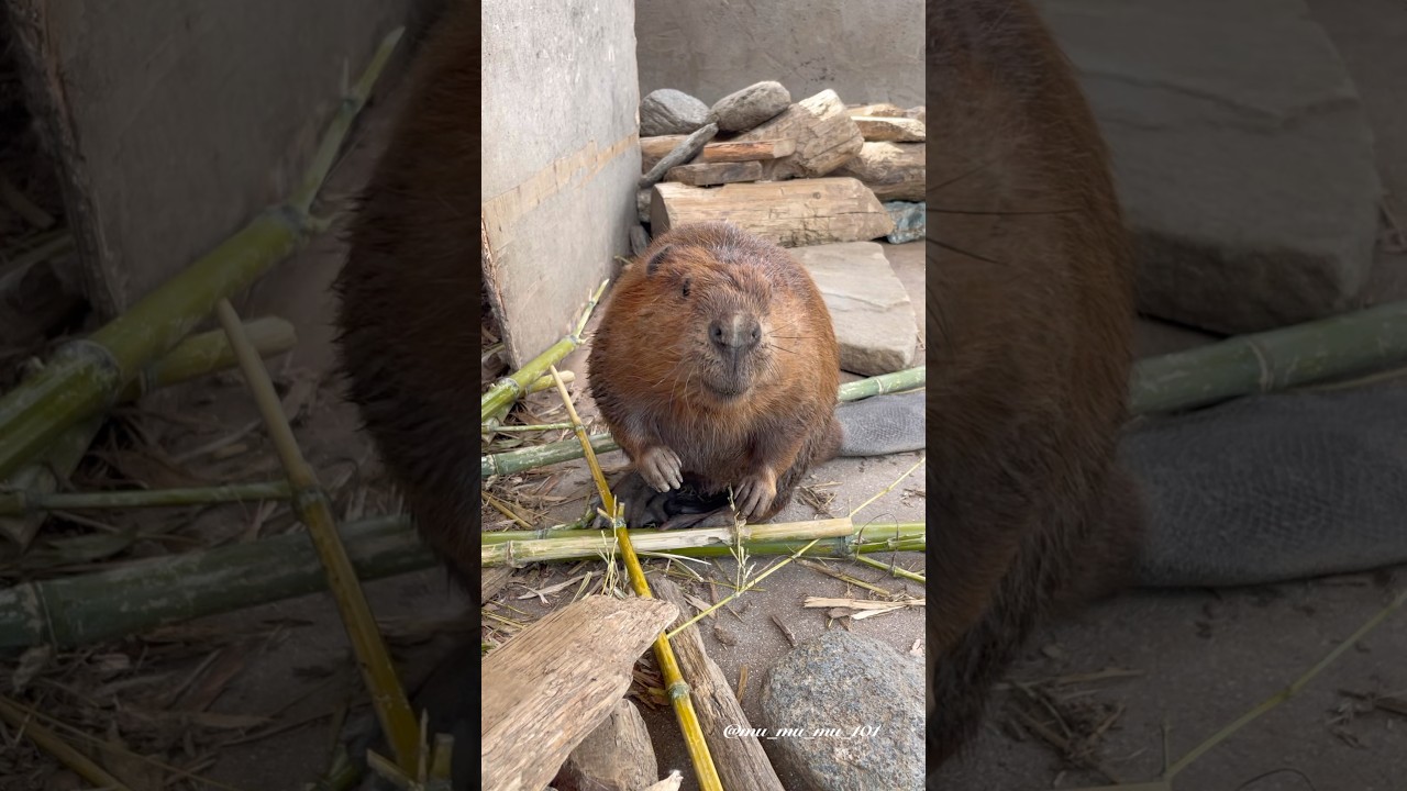 落ち着きのないきよちゃん😂 