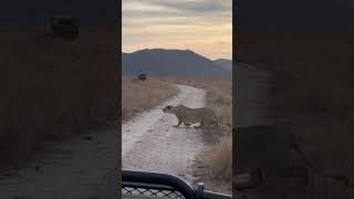Lioness' Wildbeast Hunt in Action