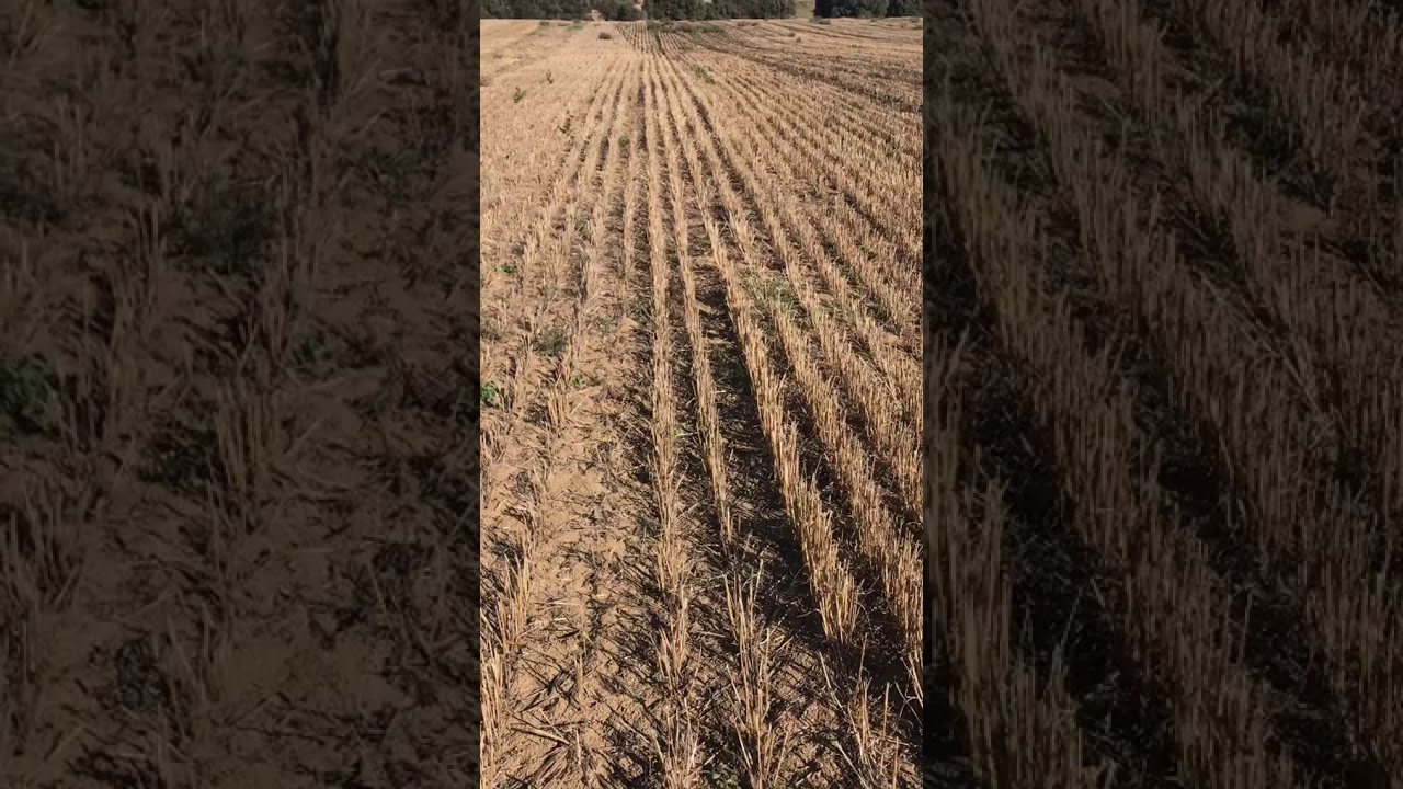 ¿Ve la rabona? - YouTube