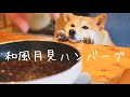 柴犬さんが監督する和風ハンバーグ【後半は犬用ハンバーグ】