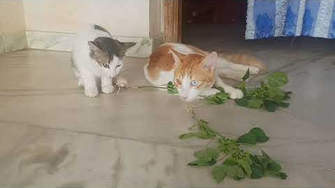 Fat Cat High on Cat nip