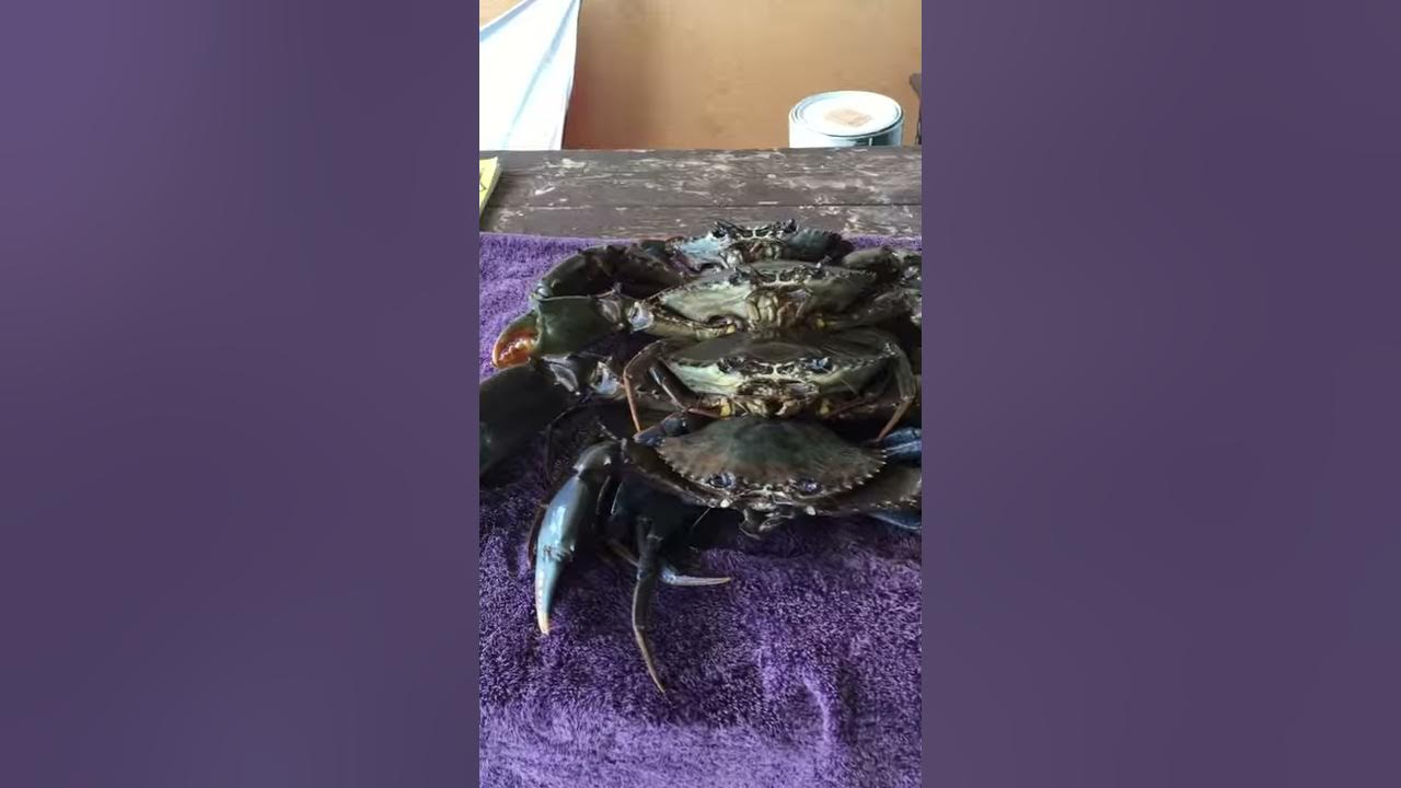 Samoan Crab (Oahu) May 2016 YouTube
