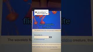 Flickr Website in the 2000s #2000snostalgia