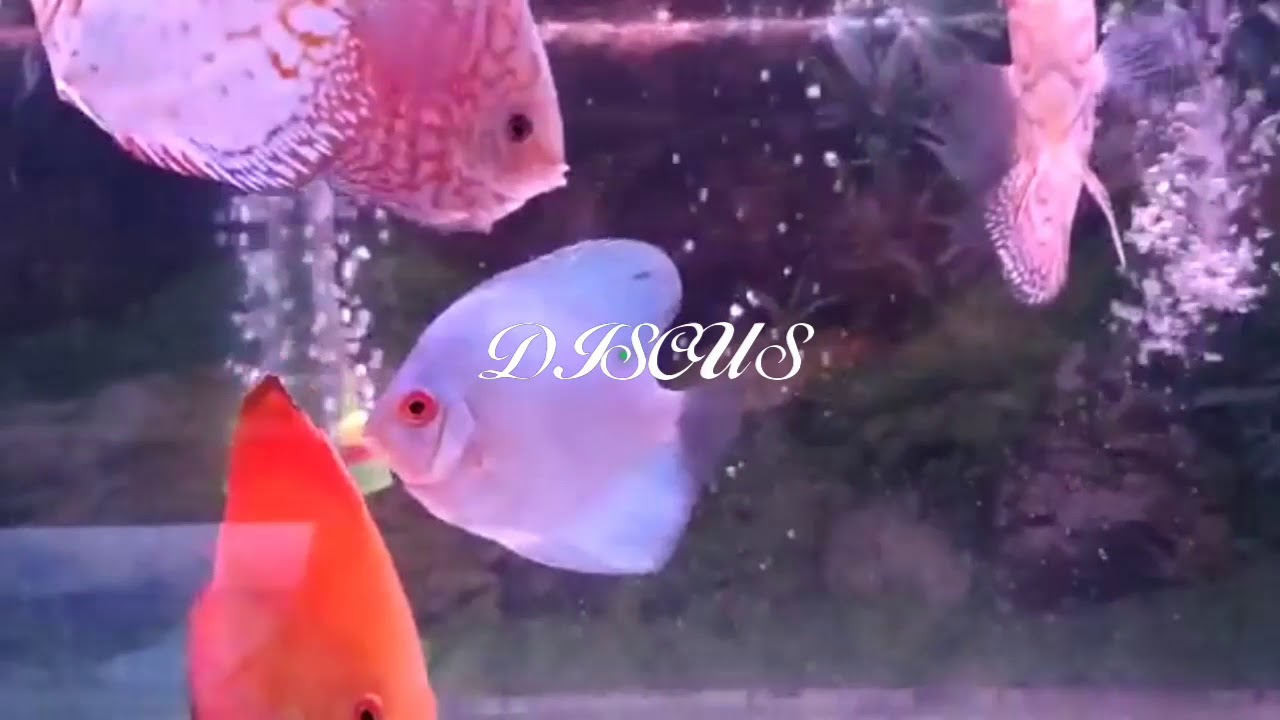 Discus Youtube Discus - YouTube