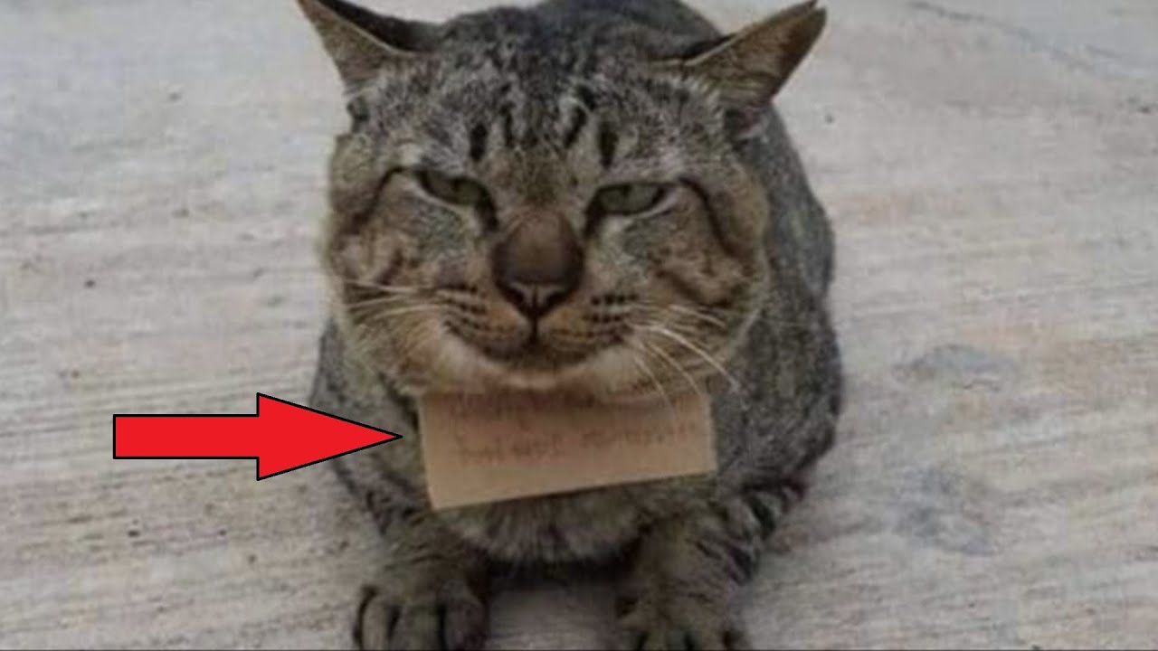 Домашний кот пропал, но вернулся через 3 дня с запиской о денежном ...