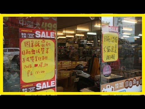 毛小孩商機正夯，月入2000萬的動物王國為何突然倒閉？
