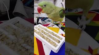 Mujhy Bhi Khana H....