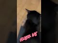 They see him rolling !
