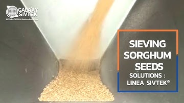 Sieving Sorghum Seeds with Linear Vibrating Sieve