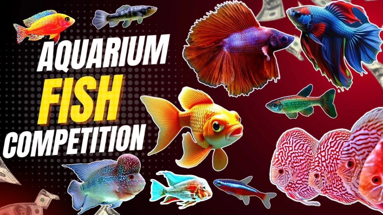 DETAILS ABOUT FISH COMPETITION | ACCESSORIES STALLS | AQUARIUM FISH EXHIBITION | CIFE | AQUARIUM 