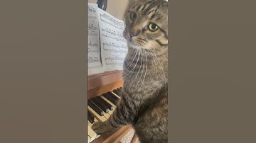 cat plays even more piano! #piano #cat #catpiano