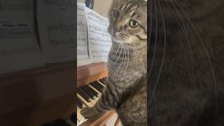 cat plays even more piano! #piano #cat #catpiano