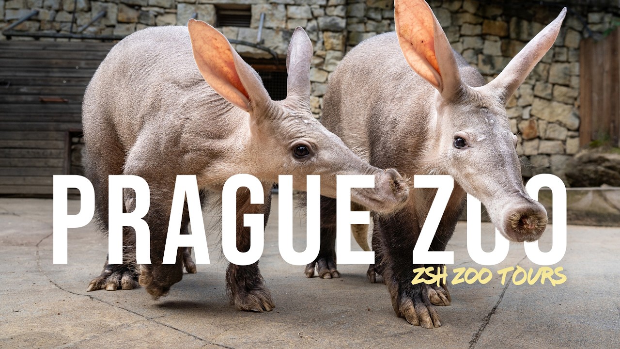 Prague Zoo Tour | Europe's Best Conservation Zoo?