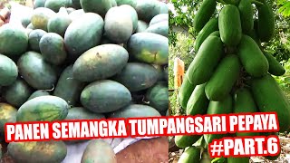 Petani bisa  Panen Ganda ‼️ Semangka Tumpang Sari Pepaya California # PART 6 by INFO RAGAM PERTANIAN 1,165 views 1 month ago 6 minutes, 36 seconds