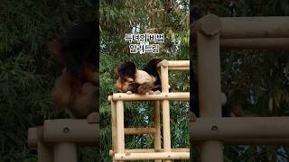 관리하는 남자의 비밀.. #판다월드 #러바오 #lebao
