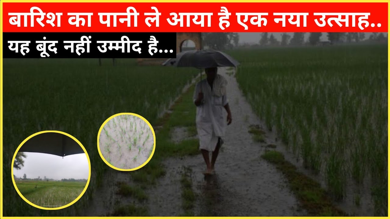 खेत का माहौल बदल गया 🤩 बारिश हो गई आज !! धान की खेती!! @IndianAgriculture20 #firstvlog #paddy