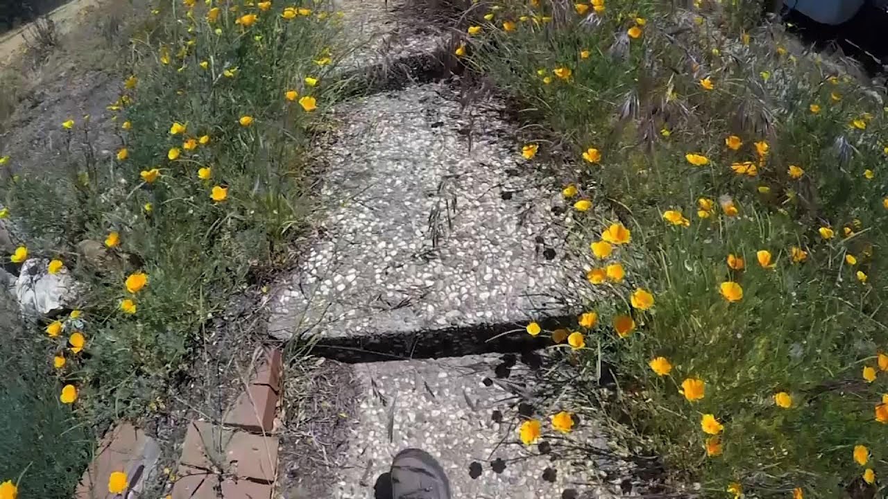 Researchers plant mushrooms to clean post-wildfire soil