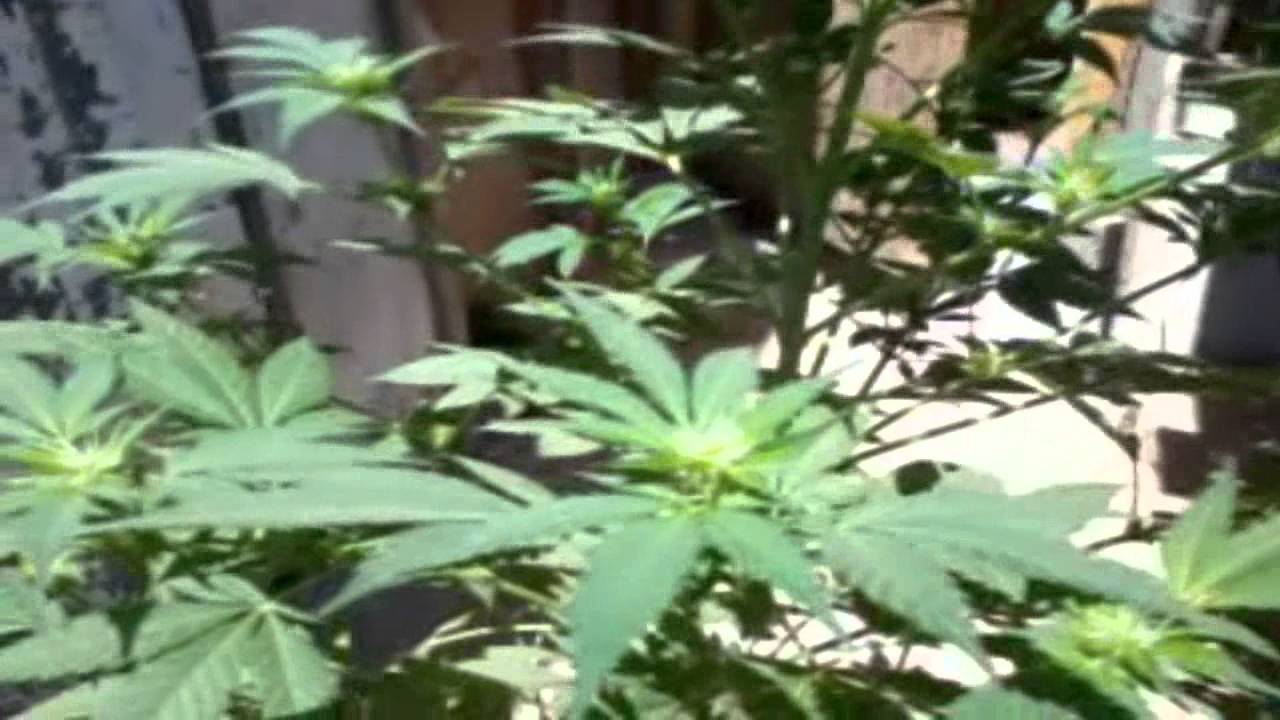 Seguimiento Cultivo en Exterior - Haze Berry (Royal Queen Seeds)