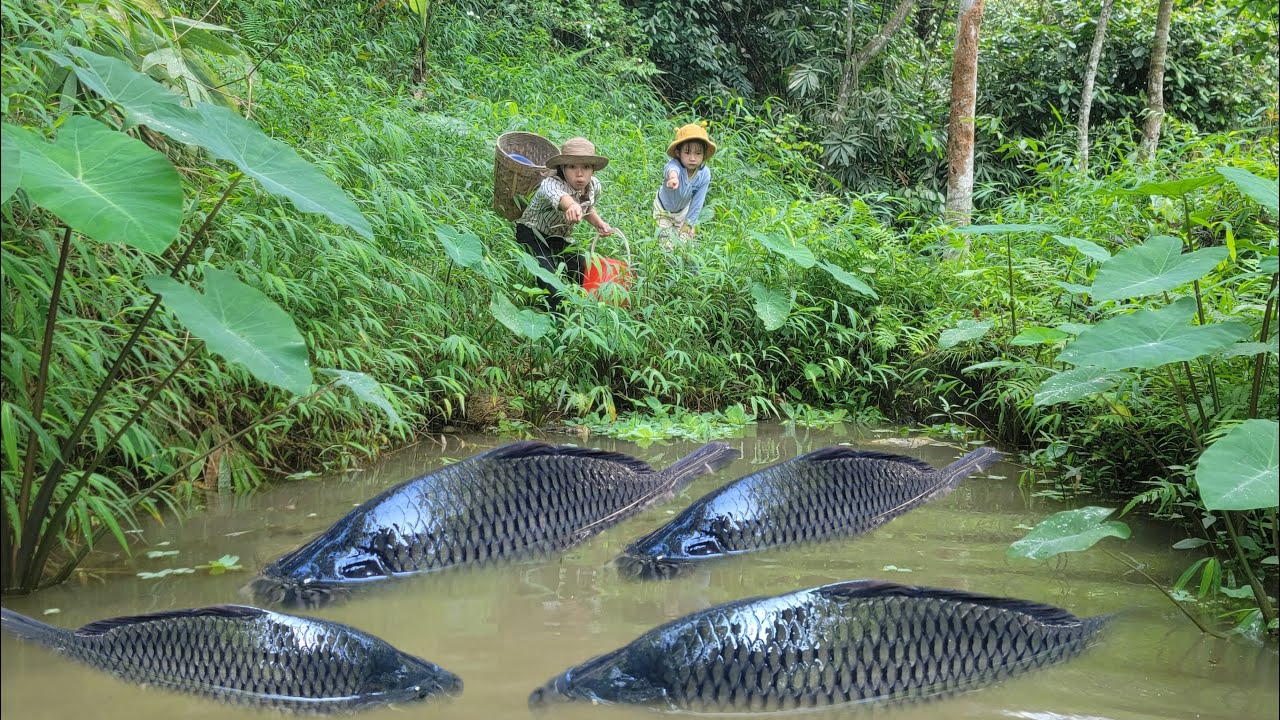 Meet many giant fish in wild ponds. Wild fish hunting skills. Caught ...