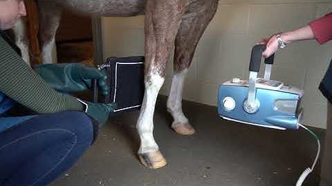 Radiology – DP and lateral views intro