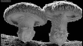 Mushrooms In Time Lapse نمو نباتات الفطر بتصوير تايم لاب