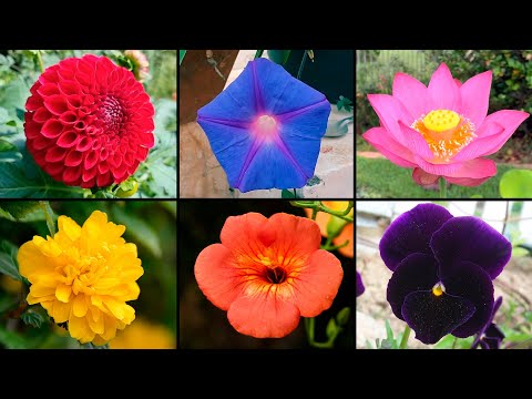 Video: Flores exóticas: belleza y originalidad en el hogar