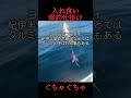 #爆釣 #入れ食い #魔法の仕掛け #釣れすぎ地獄仕掛け #ジギングサビキ #ひれピラ #釣れすぎてぐちゃぐちゃになってしまう #コメント