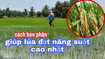 Cách bón phân giúp lúa đạt năng suất tối đa | lê chung vlog