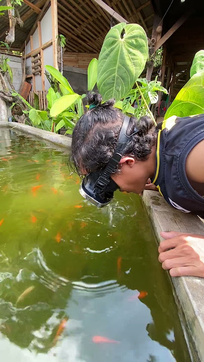 Liat Ikan Dalam Kolam