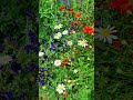 Красивый летний день #мнеэтонравитсяда #лето #цветы #радость #песнидлядуши #beautiful #nature