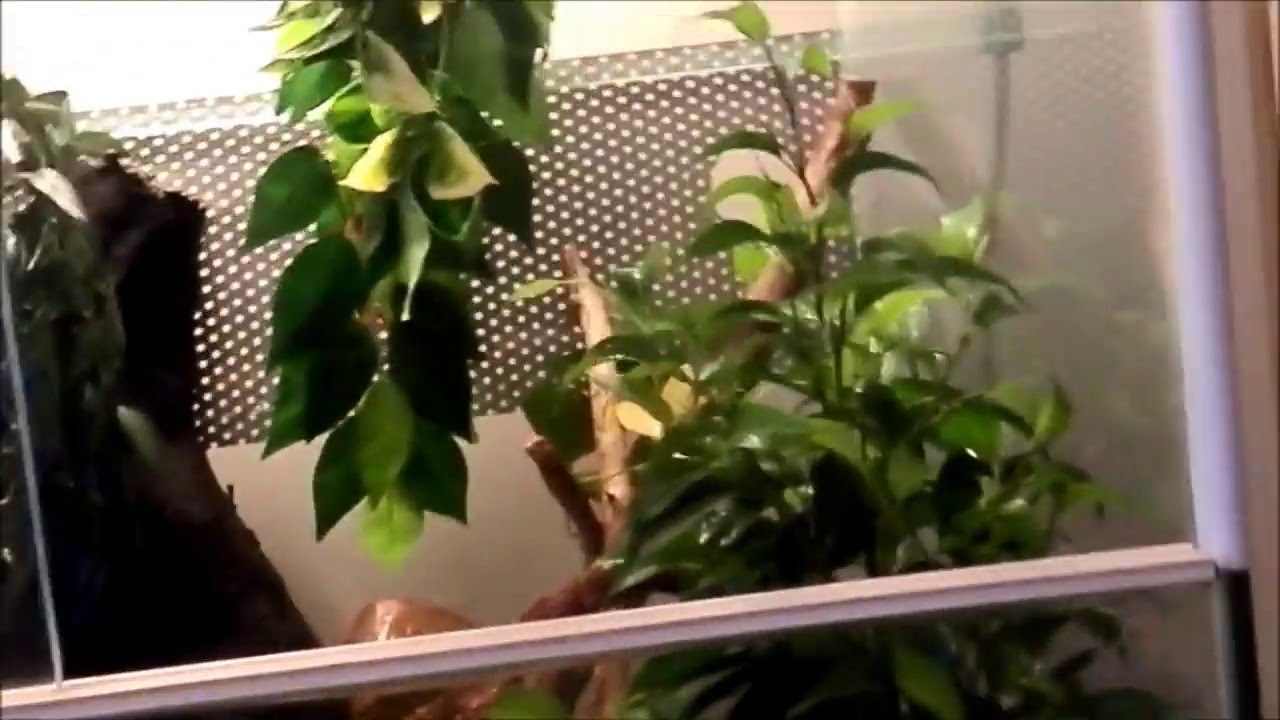 reptiles concept One year in Youtube+150 subs