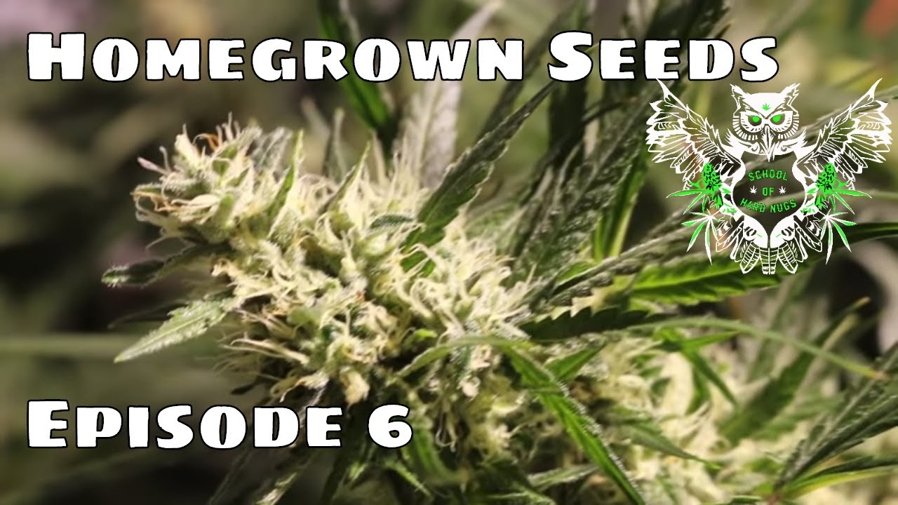 Homegrown Seeds Episode 6