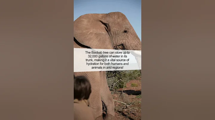 Did You Know This About Baobab Trees? 🌳
