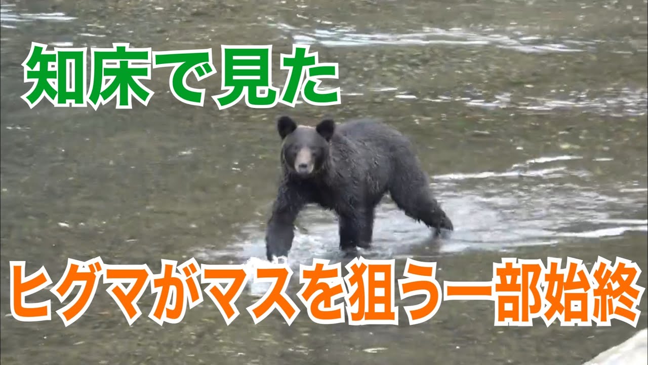 知床番外編 ヒグマがカラフトマスを狙う一部始終 完全ノーカット版