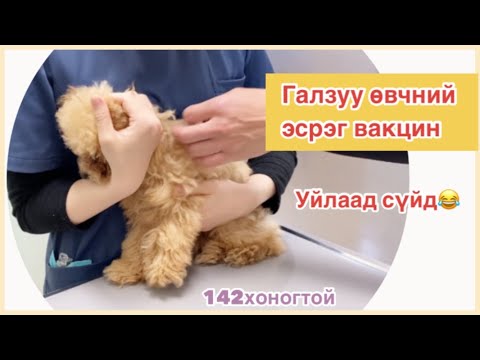 Видео: Галзуу өвчний эсрэг вакциныг нохойнд хэрхэн яаж хийх вэ