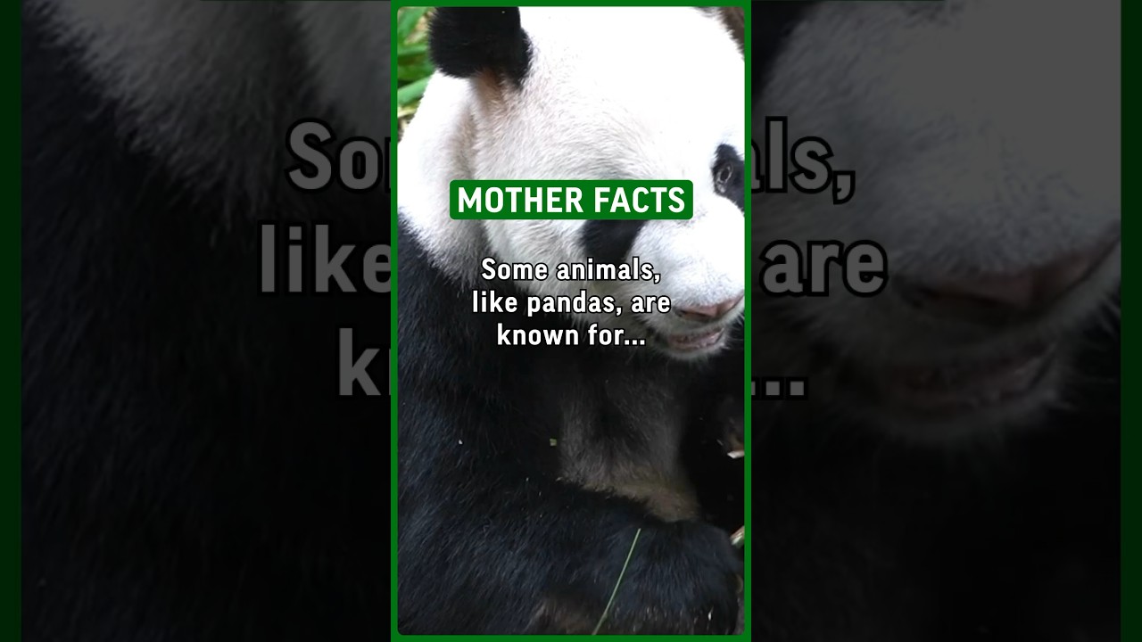 Some animals, like pandas, are known for there are difficult pregnancies and mothering. 