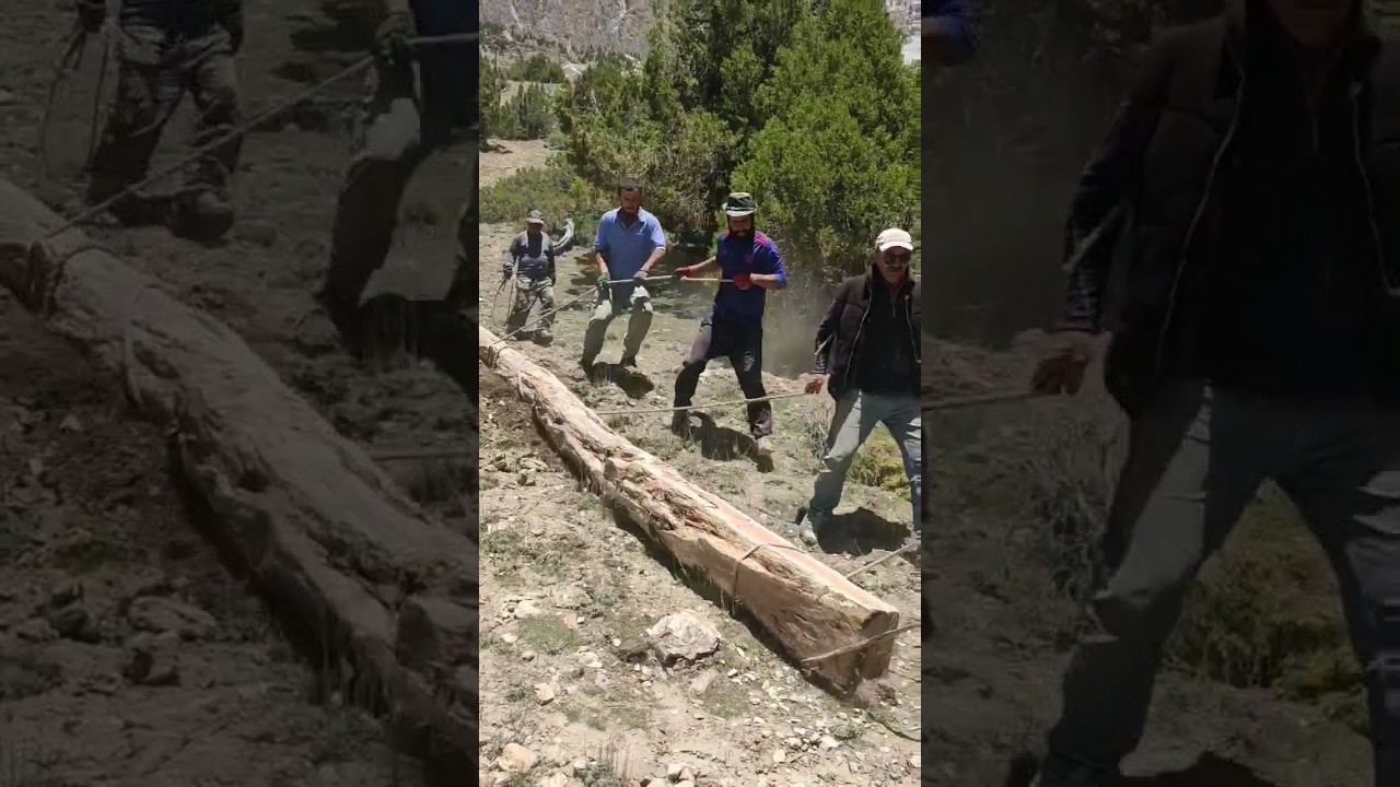 How to Bring Tree from Mountain 