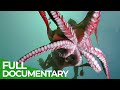 Mysterious Tentacles | Blue Realm | Free Documentary Nature